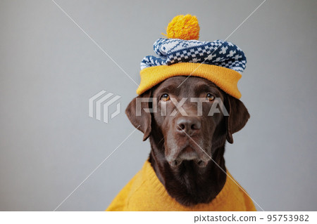 Labrador retriever dog in a yellow jacket and a yellow hat looks at the camera. dogs are like people, a pet is dressed like a person Labrador retriever dog in a yellow jacket and a yellow hat looks at the camera. dogs are like people, a pet is dressed like a person 95753982