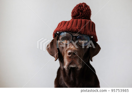 Labrador retriever dog in a brown hat and glasses looks at the camera. dogs are like people, a pet is dressed like a person 95753985