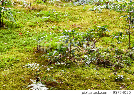 Enrian _ Former site of Teika Fujiwara's villa "Shigure-tei"【A famous place for autumn leaves in Arashiyama】 95754030