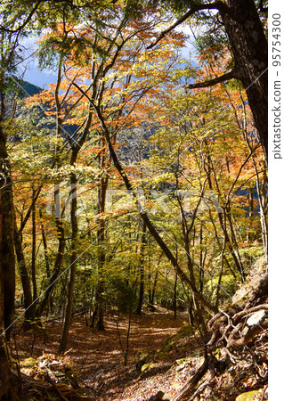 [Autumn leaves at Mitsumine Shrine] Sightseeing in Chichibu in Autumn 95754300