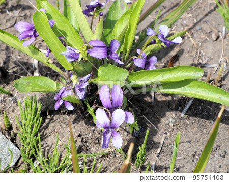 Violets blooming in Yonezukashita Park, Nagakusa, Aso City, Kumamoto Prefecture 95754408