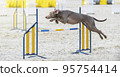 Weimaraner. Dog in an agility competition. The dog jumps over an obstacle. Sporting event, achievement in sport. Summer light. Summer 95754414