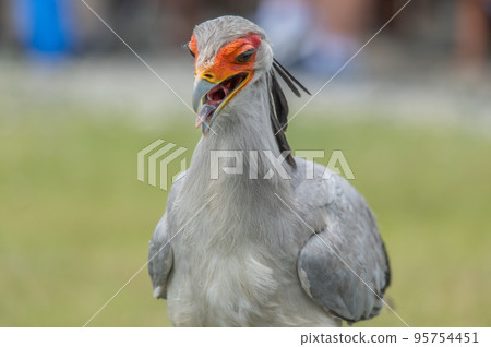 秘書秀 秘書秀 95754451