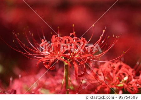 《Hidaka City, Saitama Prefecture Kinchakuda Park》In full bloom cluster amaryllis 《Hidaka City, Saitama Prefecture Kinchakuda Park》In full bloom cluster amaryllis 95754599