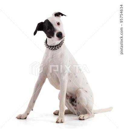 cute punk white dog with a spiked necklace cute punk white dog with a spiked necklace 95754634