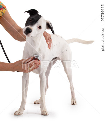 cute white dog with a black stain at veterinary cute white dog with a black stain at veterinary 95754635