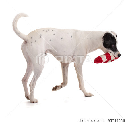 cute white dog with a black stain playing with a Christmas toy cute white dog with a black stain playing with a Christmas toy 95754636