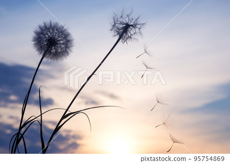 Silhouettes of flying dandelion seeds on the background of the sunset sky 95754869