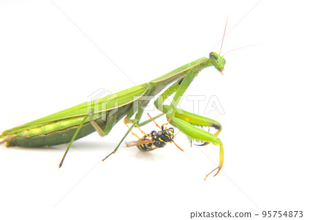 praying mantis is fighting a wasp close-up on a white background praying mantis is fighting a wasp close-up on a white background 95754873