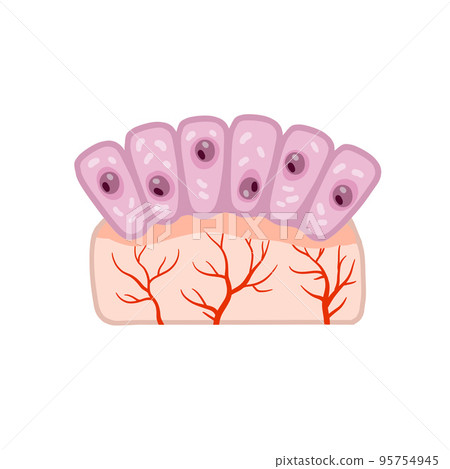 Cell of human organism. Skin system. Layer of epidermis Cell of human organism. Skin system. Layer of epidermis 95754945