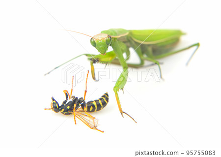 praying mantis is fighting a wasp close-up on a white background 95755083