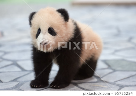 由比濱 125 歲 95755284