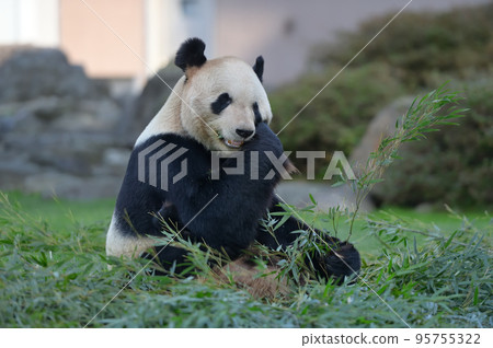 Eimei eating bamboo deliciously 95755322