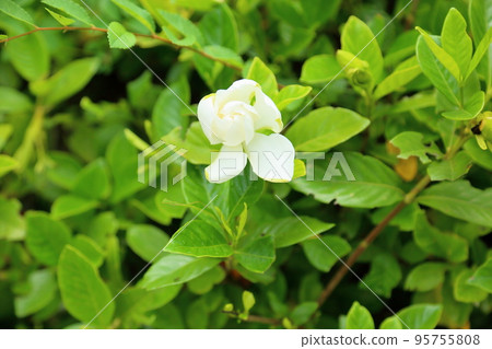 Gardenia flower  Gardenia flower  95755808