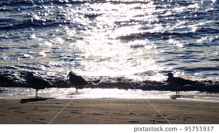 海鷗聚集在岸邊 95755937