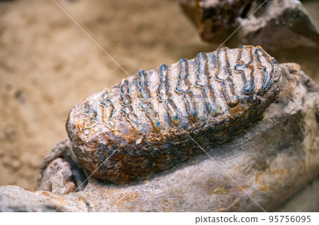 Mammuthus primigenius.Iower tooth from a Woolly Mammoth. Mammuthus primigenius.Iower tooth from a Woolly Mammoth. 95756095