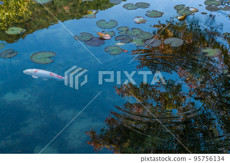 Nameless pond (Monet's pond) 95756134