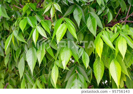 Fraxinus excelsiorfresh or ash. Leaves of Fraxinus excelsior tree. Fraxinus excelsiorfresh or ash. Leaves of Fraxinus excelsior tree. 95756143