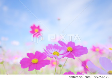 Cosmos shining in the blue sky 95756379