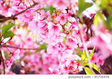 Pink cherry blossoms in full bloom Pink cherry blossoms in full bloom 95756476