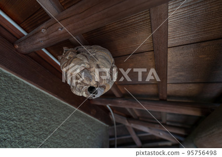 A hornet's nest made in a house A hornet's nest made in a house 95756498