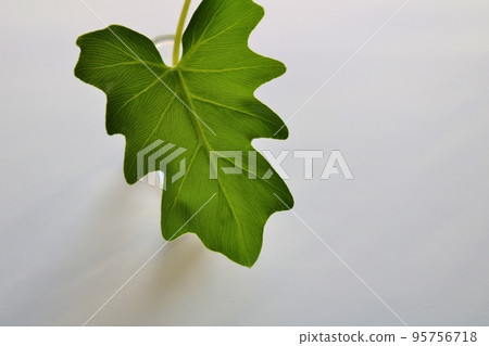 綠葉觀葉植物海芋葉背景 95756718