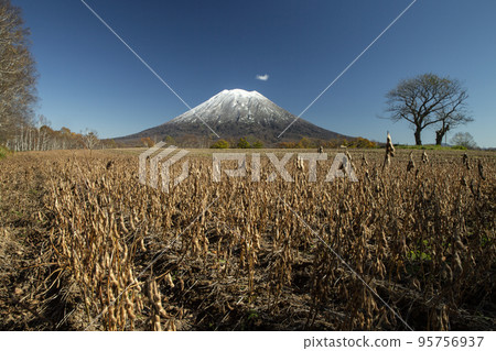 Red bean field and Mt. Yotei 95756937