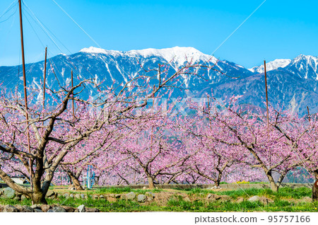 山梨縣韭崎市新風桃源峽～南阿爾卑斯山與殘雪桃花～ 95757166