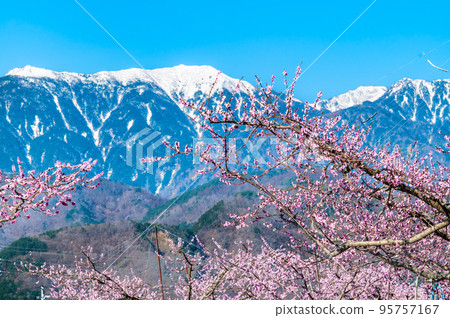 山梨縣韭崎市新風桃源峽～南阿爾卑斯山與殘雪桃花～ 95757167