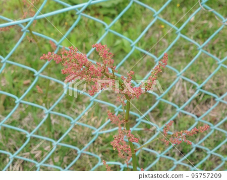 Fence and red little flowers 95757209