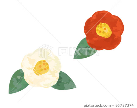 手繪風格的紅白茶花插圖集 95757374