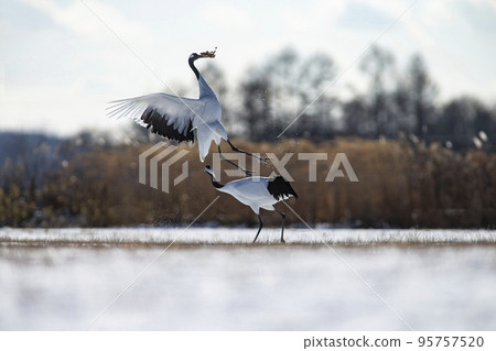 Dandoral cranes 95757520