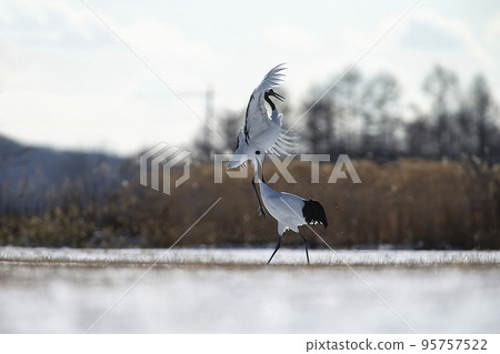 Dandoral起重機 95757522