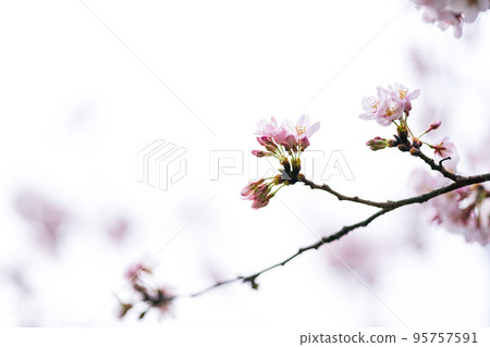 櫻花 櫻 賞櫻 95757591