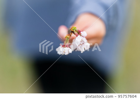 flower, flowers, hand 95757604