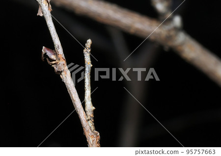 A larva of a mulberry tree mimicking a tree branch (right) A larva of a mulberry tree mimicking a tree branch (right) 95757663