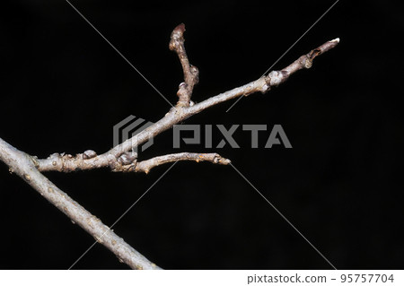 A larva of a mulberry tree mimicking a tree branch (center right) 95757704