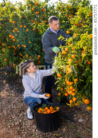 Couple of positive farmers picking carefully ripe mandarins on plantation 95757771
