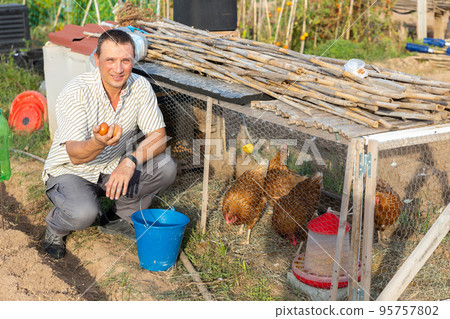 Adult man collecting chicken eggs in poultry house on smallholding Adult man collecting chicken eggs in poultry house on smallholding 95757802