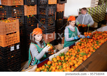 Group of male and female warehouse workers sorting ripe mandarins in fruit warehouse Group of male and female warehouse workers sorting ripe mandarins in fruit warehouse 95758044