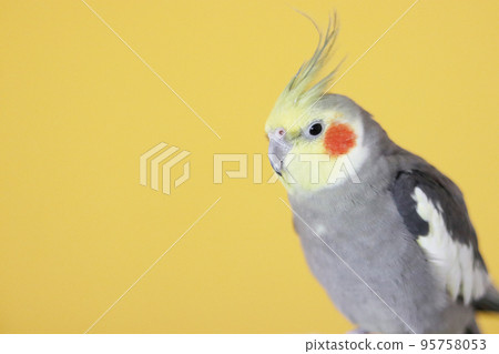 玄鳳鸚鵡雄性黃色背景 玄鳳鸚鵡雄性黃色背景 95758053