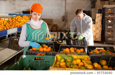 Woman working on citrus sorting at warehouse 95758080