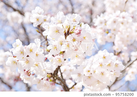 Cherry blossoms blooming Cherry blossoms blooming 95758200