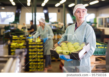 Adult woman holding crate with apples Adult woman holding crate with apples 95758316
