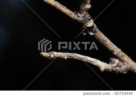 A larva of a mulberry tree mimicking a tree branch (center right) A larva of a mulberry tree mimicking a tree branch (center right) 95758444