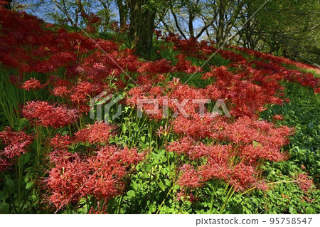 埼玉縣吉見町櫻花堤公園內開花的石蒜科植物群 95758547