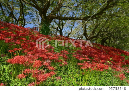 埼玉縣吉見町櫻花堤公園內開花的石蒜科植物群 95758548