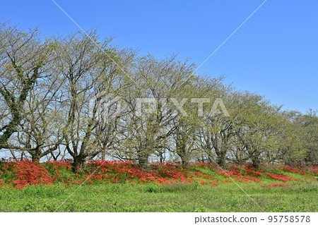 Row of cherry trees and blooming Higanbana at Sakura Tsutsumi Park in Yoshimi Town, Saitama Prefecture 95758578