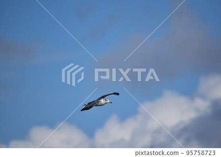 海鷗和秋天的天空 95758723