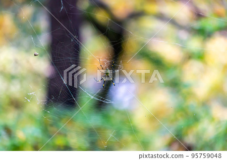 一隻 Nephila 蜘蛛在蜘蛛網中築巢 95759048